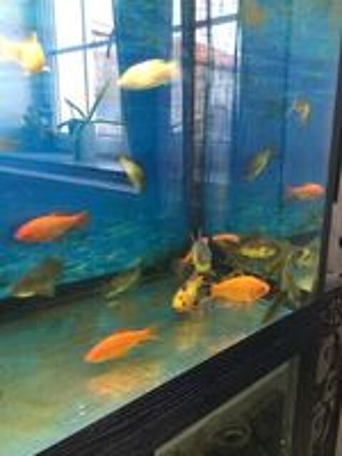  Poissons rouges bassin  
