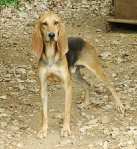  Cooper est à l'adoption! 