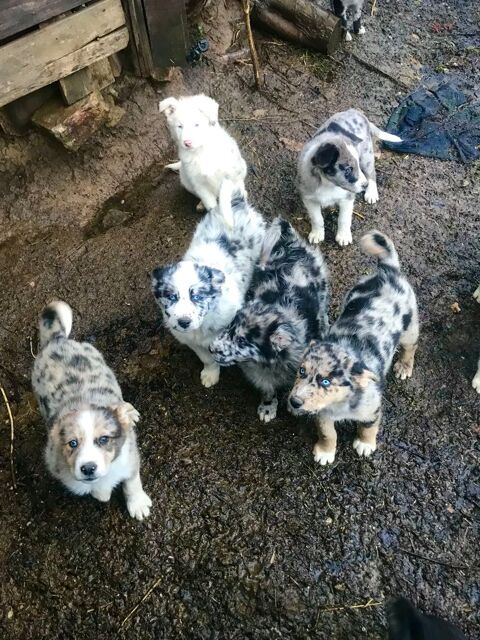 Chiots Border / Husky 0 09200 Moulis