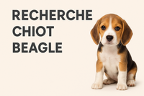   Recherche chiot beagle femelle  