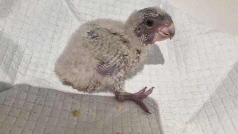 Youyou du senegal eam 500 22120 Pommeret