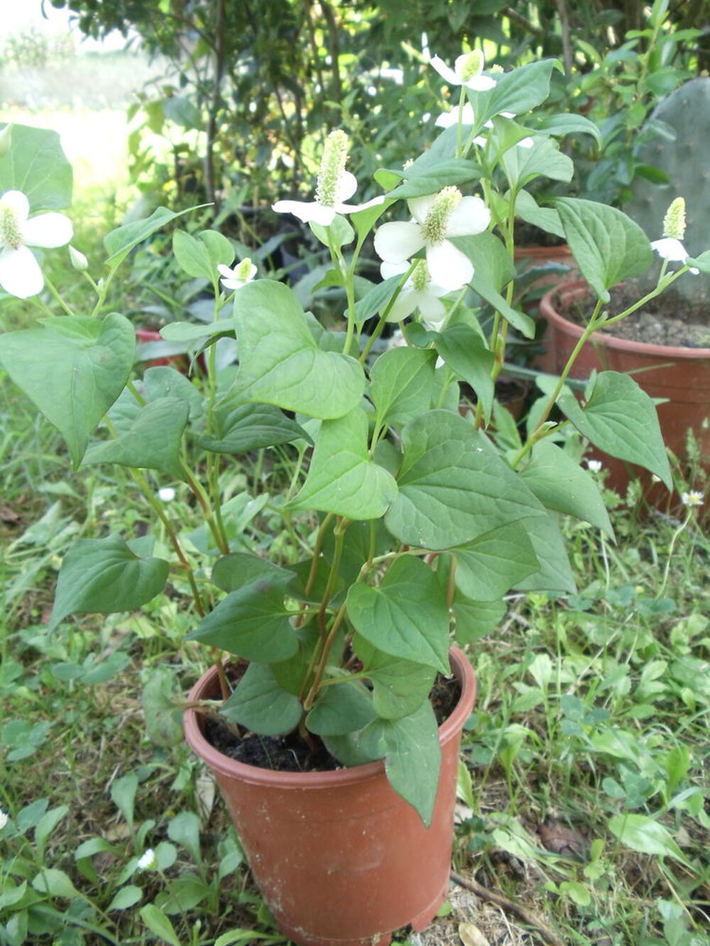 Poivrier de chine
Jardin