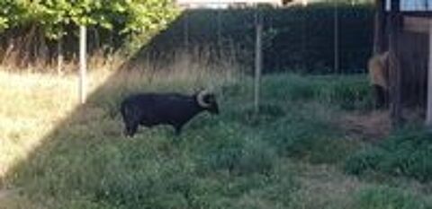   MOUTON OUESSAN MALE 