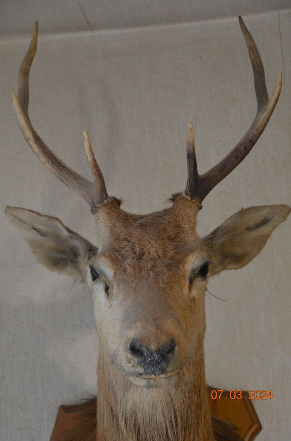 Taxidermie 