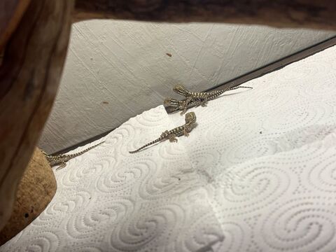 pogona henrylawsoni nouveau n&eacute;s 90 69100 Villeurbanne