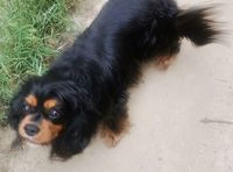   Cavalier king charles  