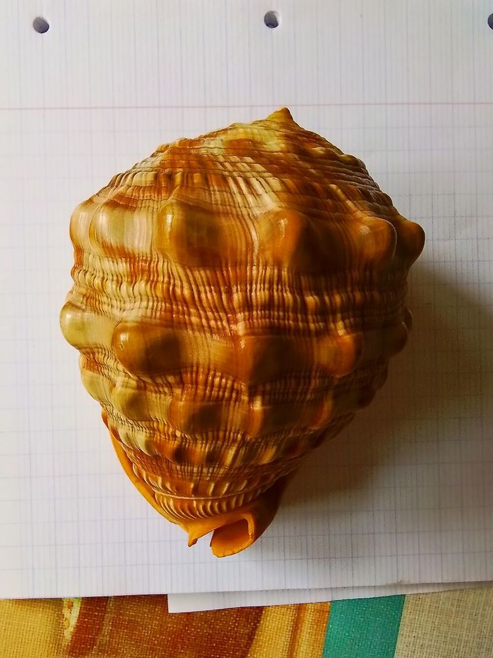 Coquillage CCypraecassis Rufa("casque rouge) Décoration