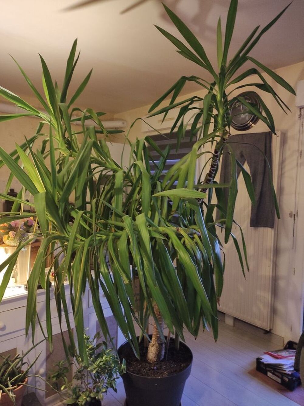Yucca Jardin