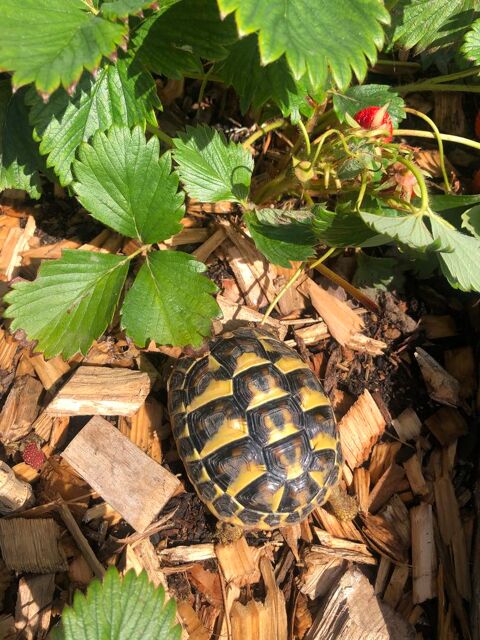 Recherche Tortue Hermann juvénile 50 06000 Nice