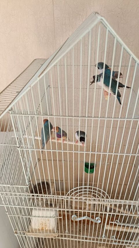 diamant de Gould bleu blanc argent&eacute; 75 78120 Rambouillet