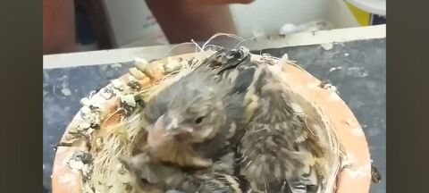 Deux B&eacute;b&eacute; canari 60 83500 La seyne-sur-mer