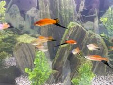   Poissons Xypho 