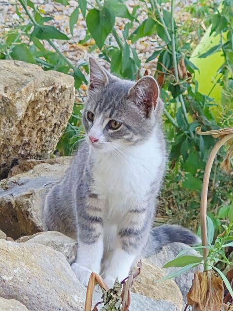 Donne chatons mignons 0 01260 Vieu
