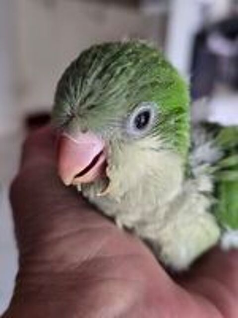   Conure quaker eam 