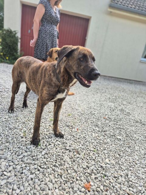 Ruby 300 71500 Bantanges