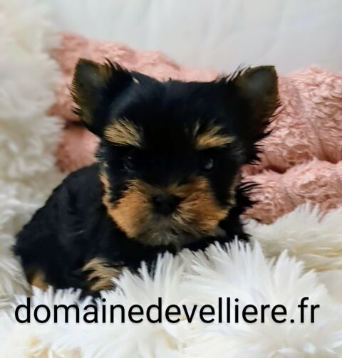 biewer yorkshire 1800 38890 Montcarra