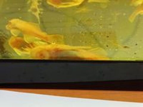   Ancistrus gold Albinos  