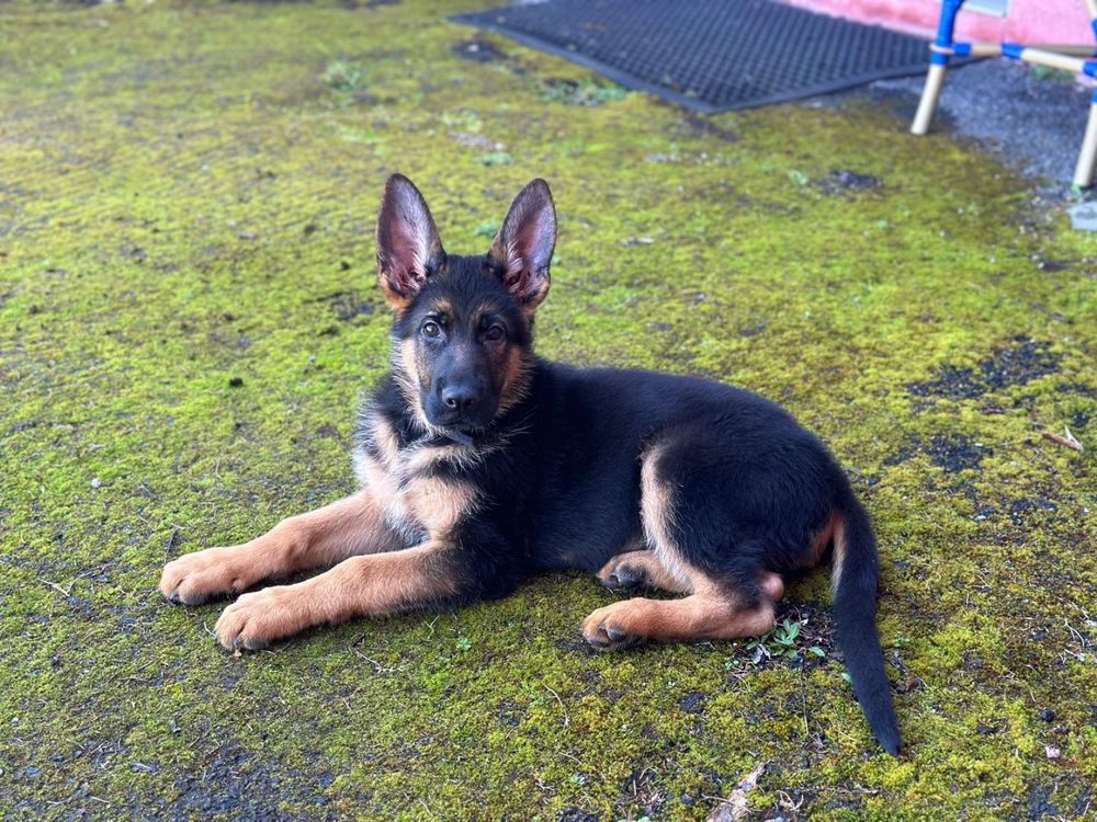   Chiot Berger Allemand LOF  