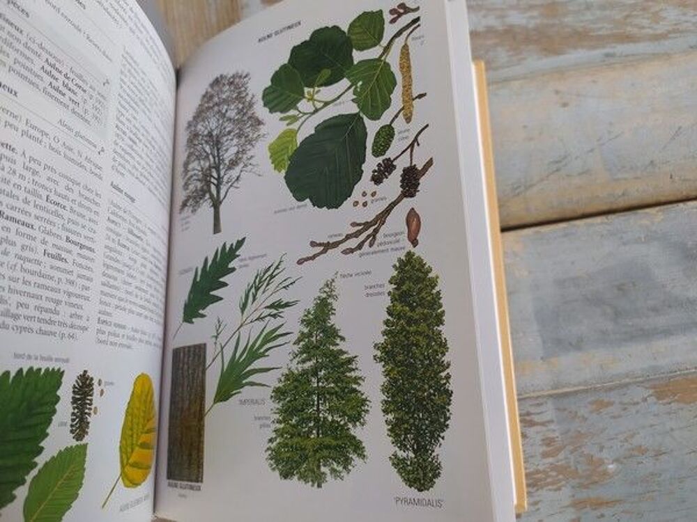 Livre Delachaux et Niestl&eacute; Guide des Arbres d'Europe Livres et BD