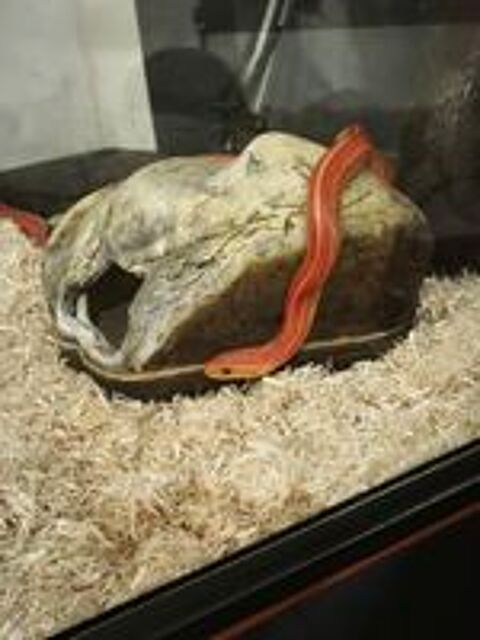   pantherophis guttatus,  