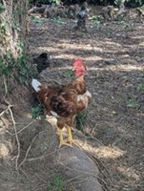   Jeune coq Cou Nu ? 4 mois ? Élevé en plein air ? 20 € 