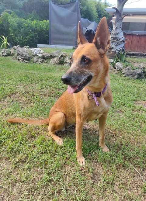 ✨️ MALIA ✨️ 🐶 290 95220 Herblay