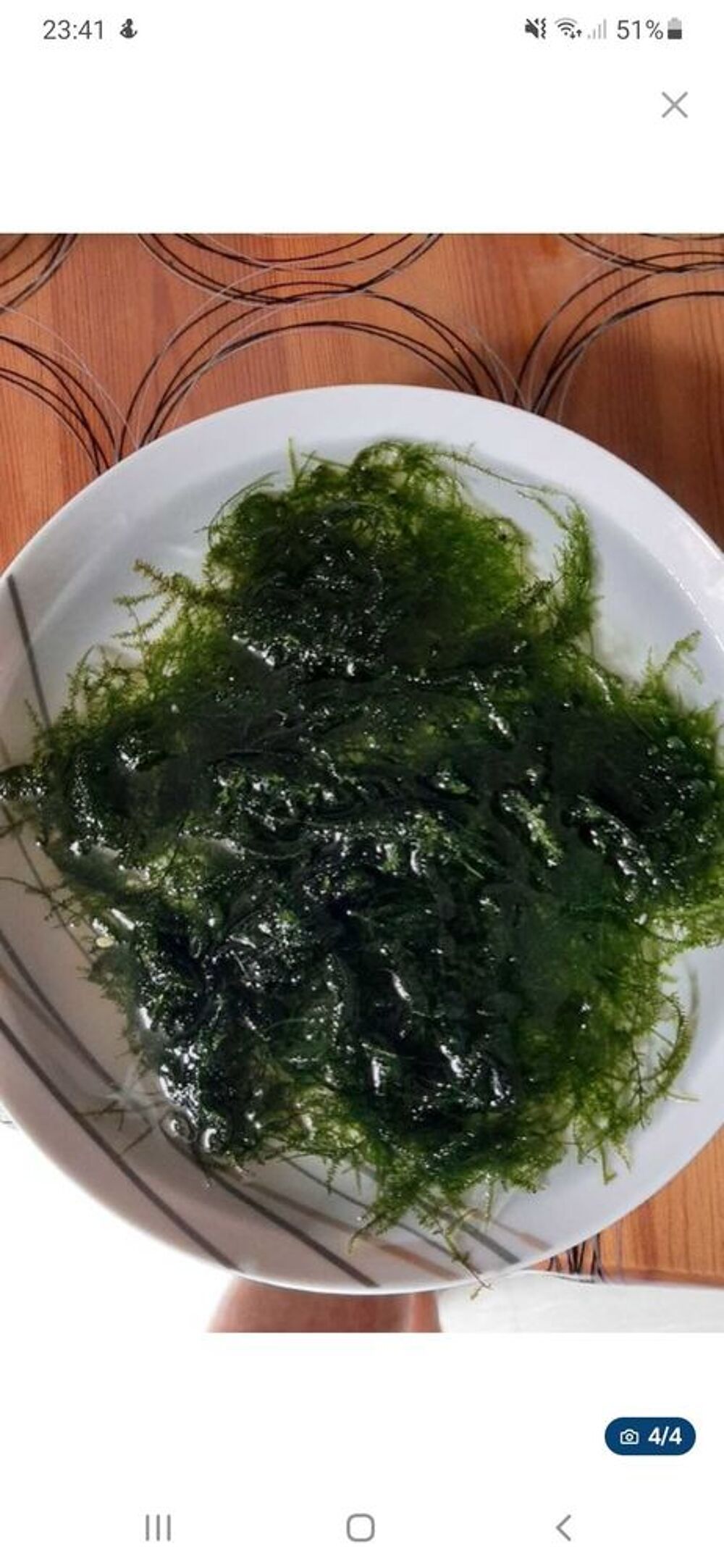 mousse de java (plante aquarium) Jardin