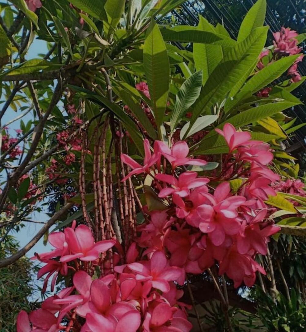 Frangipanier Jardin
