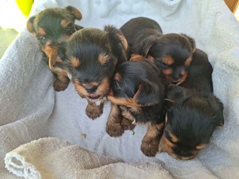 Chiots Yorkshire terrier &agrave; r&eacute;server 800 86240 Fontaine-le-comte