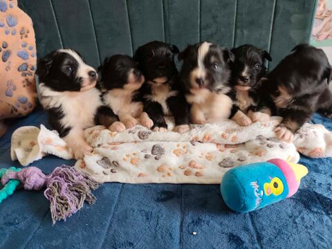 chiot berger americain miniature LOF 1750 85440 Avrill�