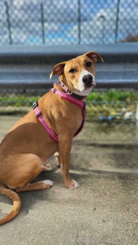 A&eacute;la, femelle crois&eacute;e berger, n&eacute;e le 15/06/2025 🐶 380 60000 Allonne