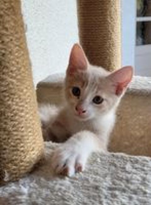   Donne 3 chatons 