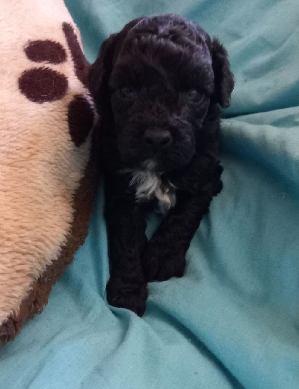   Caniche nain 