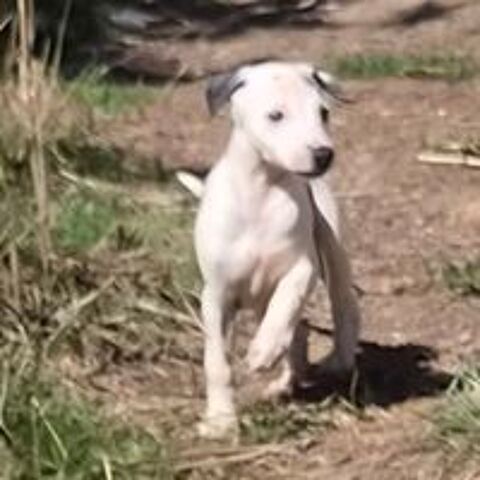   petit chiot whippet 