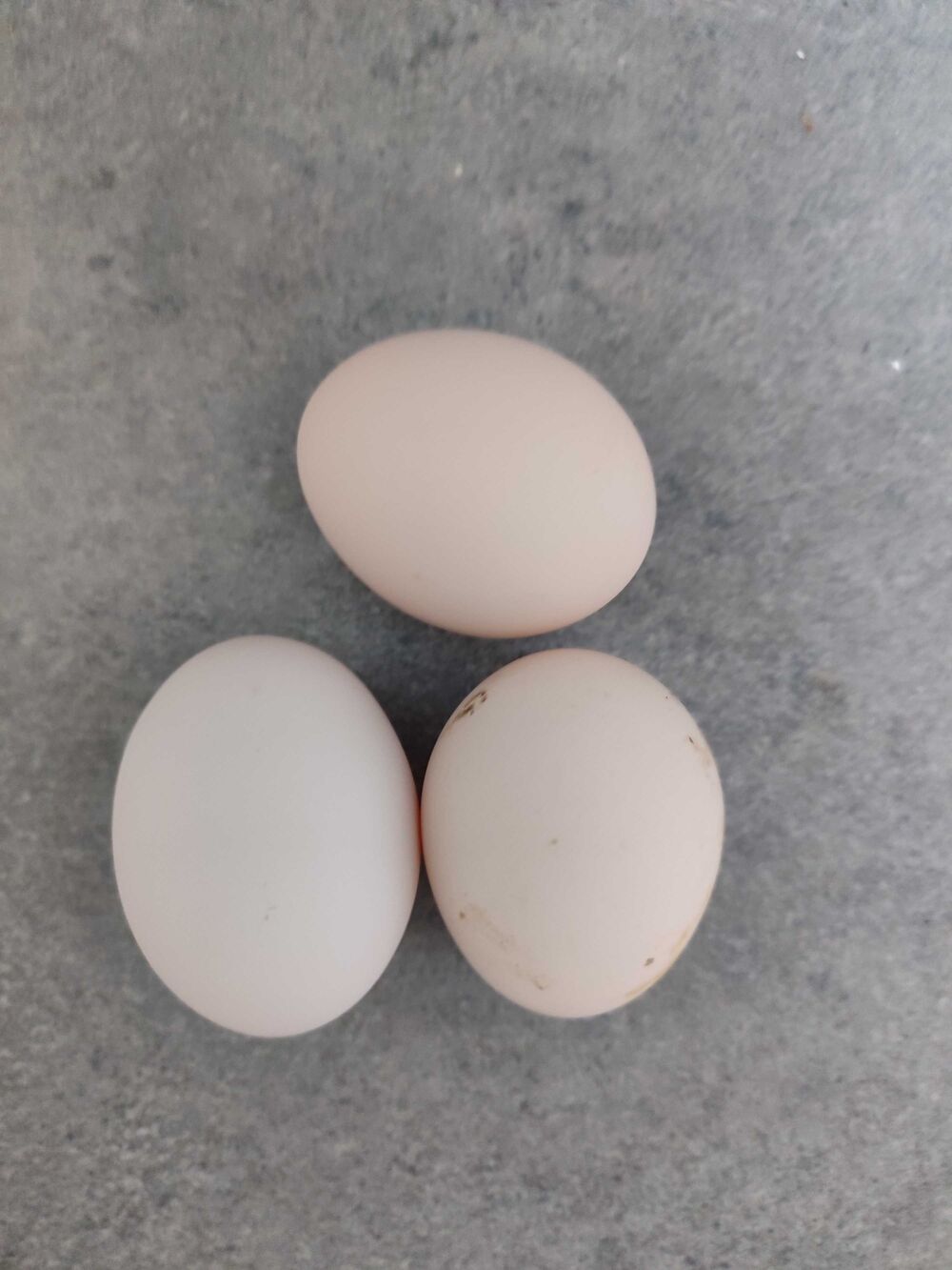 oeufs &agrave; couver sabelpoot Jardin