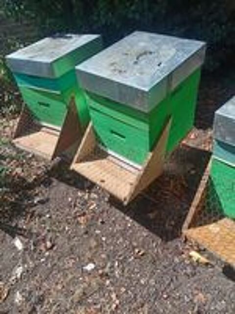   Abeilles  