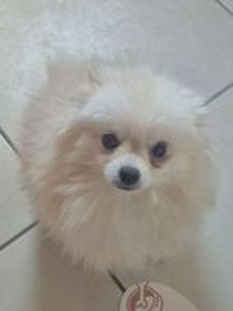   Spitz nain  