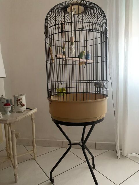 Couple PERRUCHES ONDUL&Eacute;ES avec cage sur roulettes 120 33150 Cenon