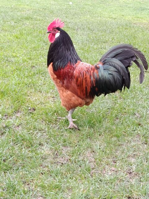 coq ? vorwerk 15 02850 Jaulgonne