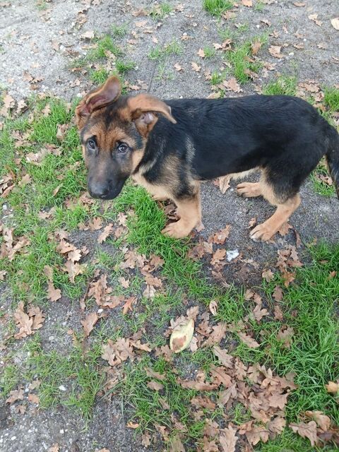 a vendre chiots berger allemand 900 33650 Saint-selve