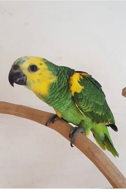 Perroquet femelle tr&egrave;s jolie  1300 48000 Mende
