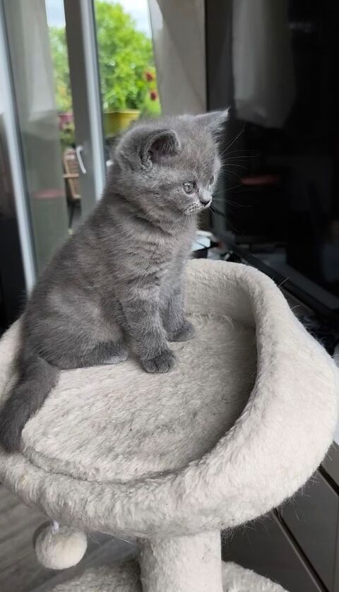 Chatons British/Scottish 900 67000 Strasbourg