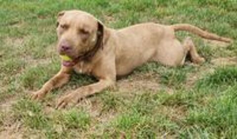   Denver,5 ans et demi, cherche un bon foyer  