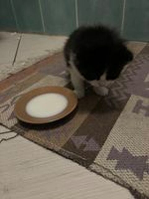   Chaton noir et blanc très calme 