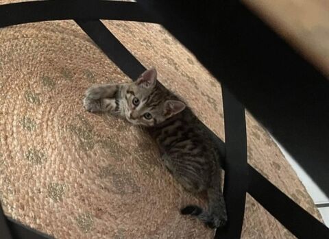 Chaton Tigr&eacute; Male &agrave; l'adoption 80 62149 Annequin