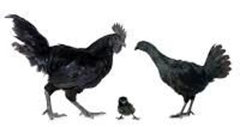 1 couple  poules Ayam Cemani   et poules diverses 15 14500 Campagnolles