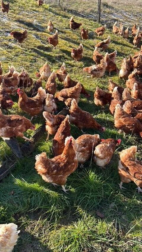 POULE PONDEUSE DE REFORME 0 24130 Prigonrieux
