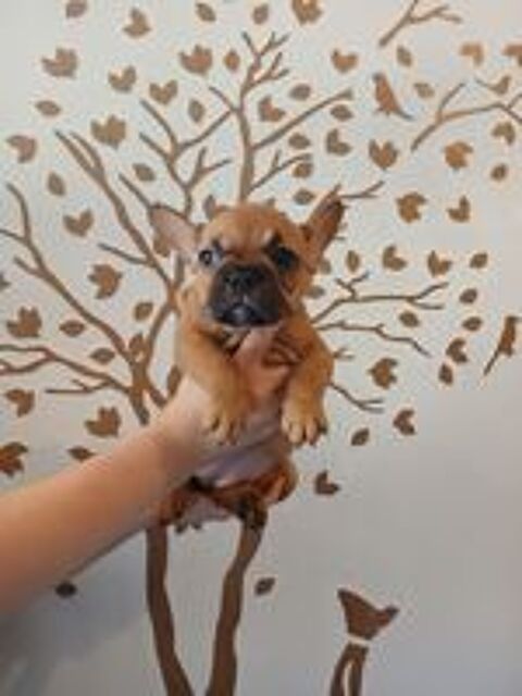   Chiots bouledogue français  