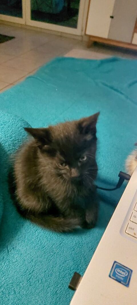 Chaton noir plus de 3 mois 0 01170 Cessy