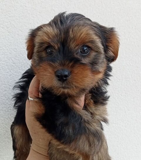 Yorkshire chiots disponibles 1000 85600 Montaigu
